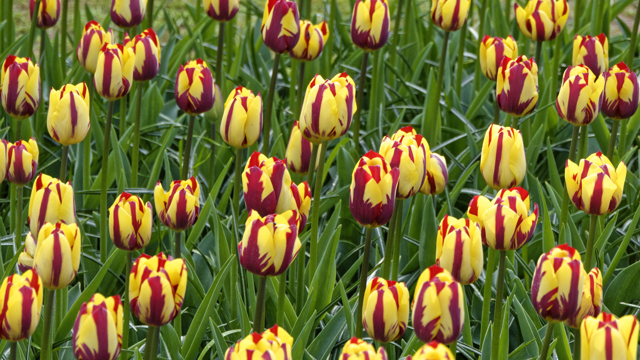 20140423 102938 Keukenhof Gardens, Lisse, South Holland, Netherlands